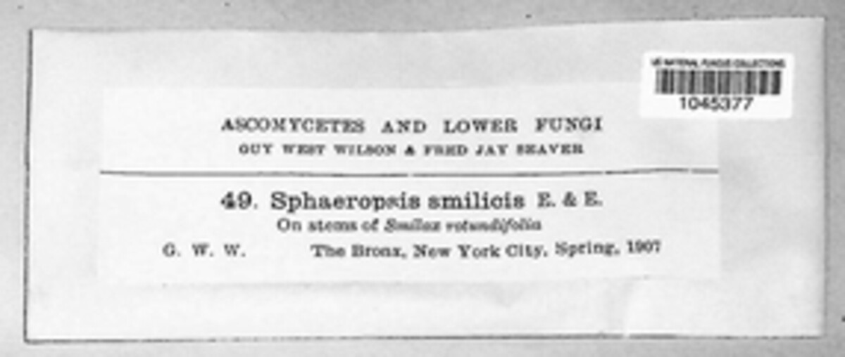 Aplosporella smilacis image